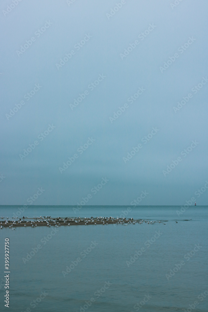 Möwen an einem trüber Herbstmorgen am Ostseestrand in Laboe / 2020