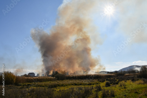 Wildfire in the field with dry grass, corn fields, reeds. Thick black smoke rises high and the sun is seen behind the smoke.
