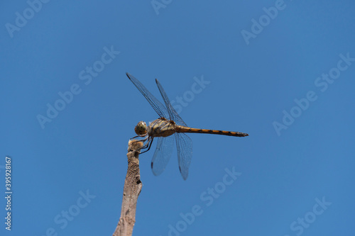 Dragonfly perched atop a dry branch under a deep blue sky.