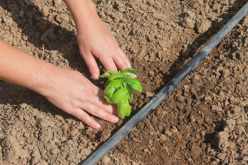 Woman hands planting basil seedling plant under drip irrigation in vegetables garden.Working in agriculture and farming concept.