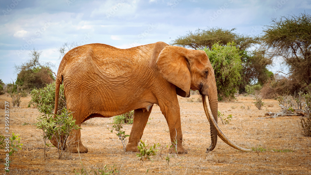 Naklejka premium elephant in the wild