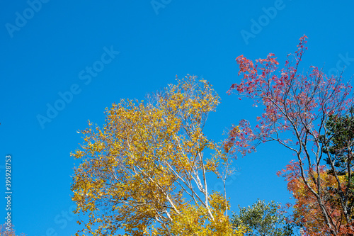 秋のオンネトー湖畔の紅葉（北海道・足寄町）