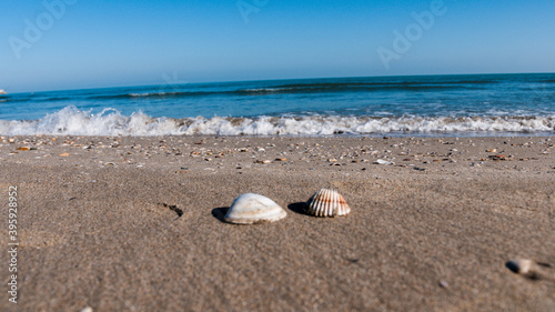 shell on the beach