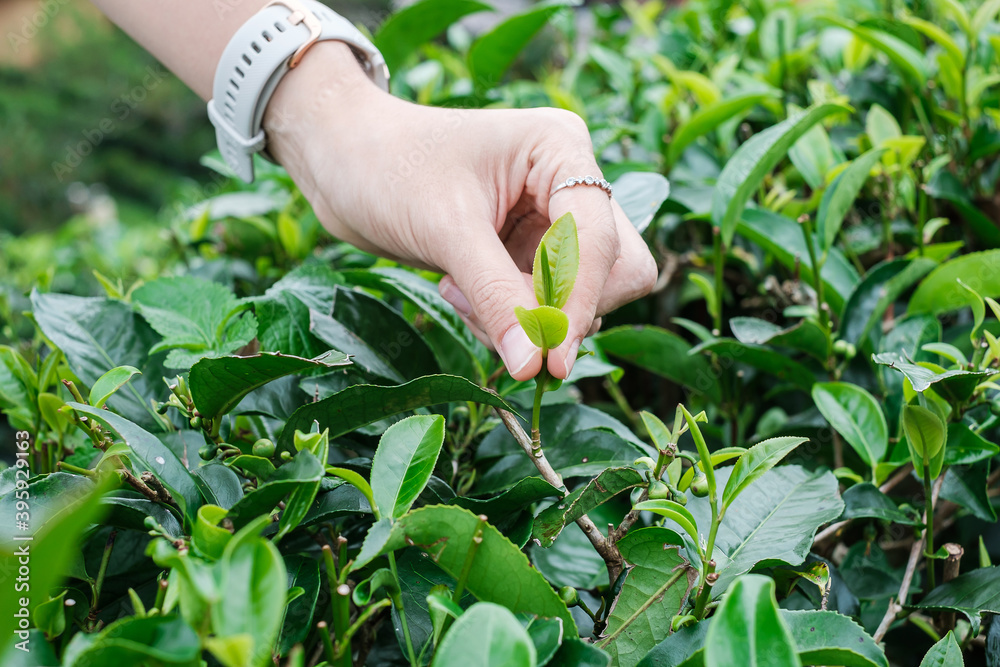 Woman Hand picking up young shoot tea leaves at a tea garden hill in the morning. Agriculture and natural background. Woman Hand picking up young shoot tea leaves at a tea garden hill in the morning. Agriculture and natural background.