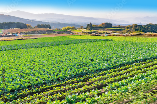 高地の野菜畑