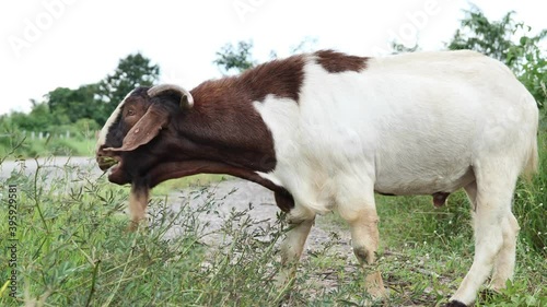 Wallpaper Mural A close-up of a white-black goat, goat chewing grass or food. Torontodigital.ca
