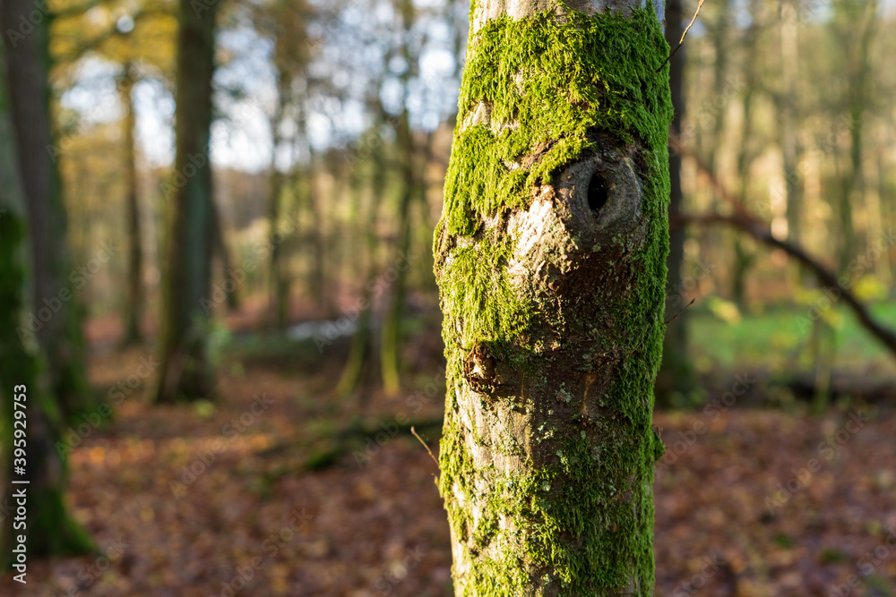 Wald in Odenthal | Bäume am Fluss im Herbst Wald in Odenthal | Bäume am Fluss im Herbst