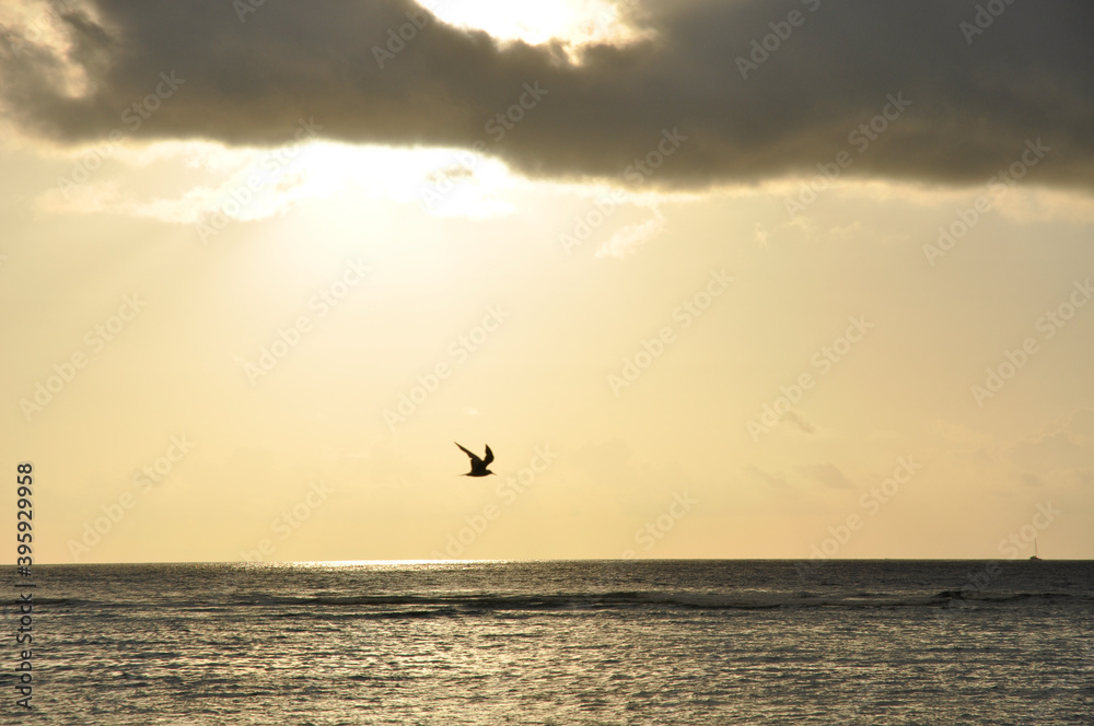 Yellow Sky over the Indian ocean with silhouette of a sea bird Yellow Sky over the Indian ocean with silhouette of a sea bird