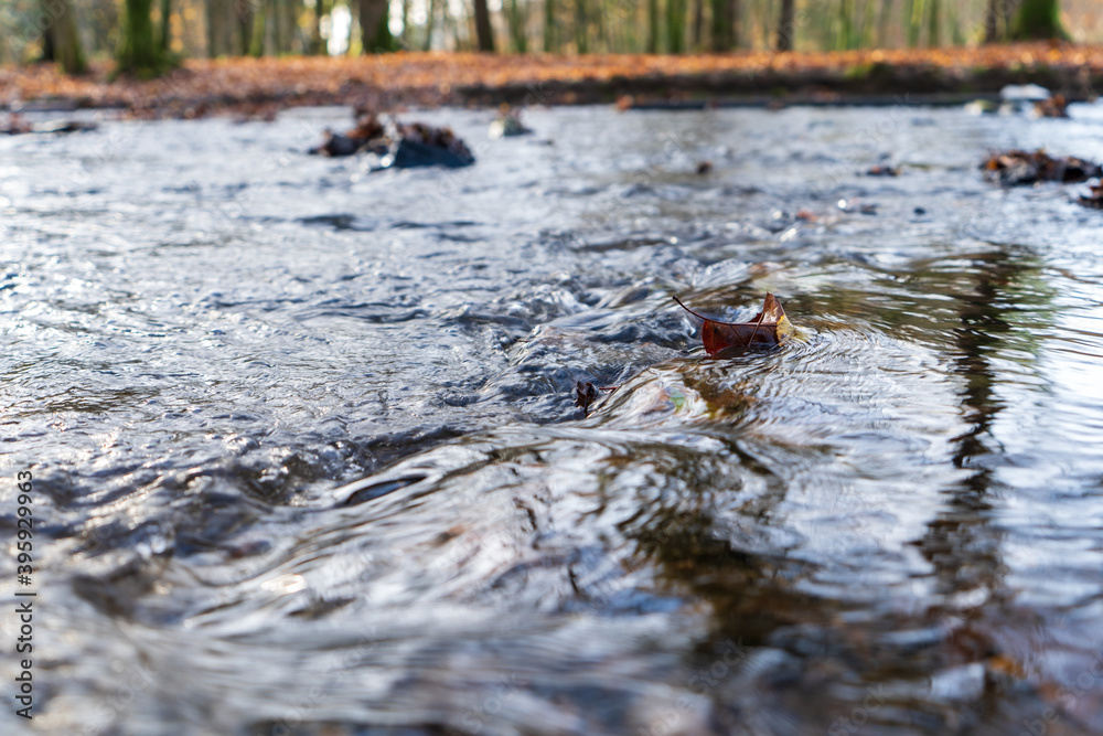 Wald in Odenthal | Bäume am Fluss im Herbst Wald in Odenthal | Bäume am Fluss im Herbst