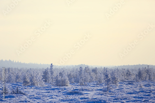 landscape winter forest, seasonal beautiful view in snowy forest december nature © kichigin19