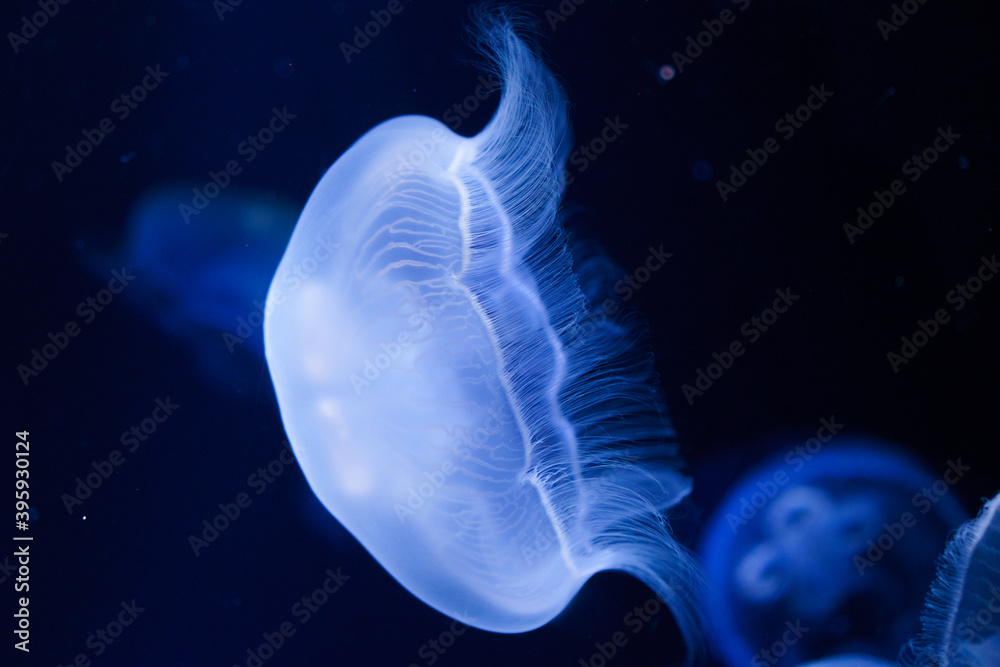 Blue shining moon jellyfish in front of a black background. Blue shining moon jellyfish in front of a black background.