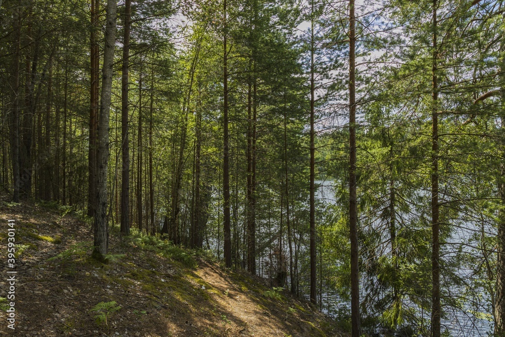 Beautiful landscape view of lake through pine trees. Lake shore with green trees and plants reflecting in mirror water surface. Sweden. Beautiful landscape view of lake through pine trees. Lake shore with green trees and plants reflecting in mirror water surface. Sweden.