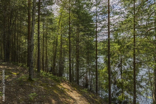 Beautiful landscape view of lake through pine trees. Lake shore with green trees and plants reflecting in  mirror water surface. Sweden. 