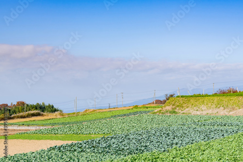 Fototapeta Naklejka Na Ścianę i Meble -  静岡県三島市　山の斜面の野菜畑