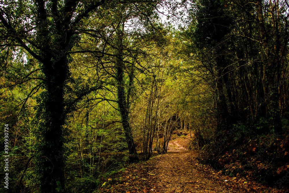 Fototapeta premium Senderos por un bosque con los colores del otoño