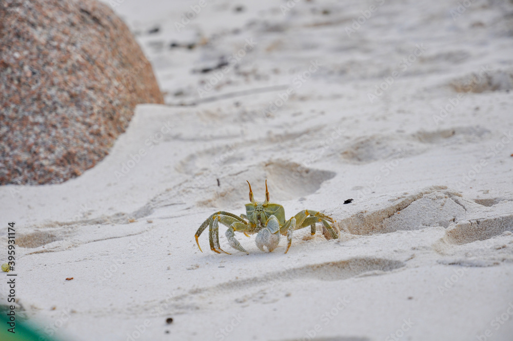 Horned Ghost Crab on the beach. Seychelles islands Horned Ghost Crab on the beach. Seychelles islands