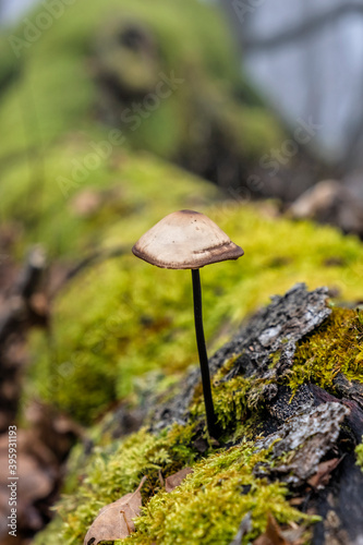 Detailed photo of mushroom, Little Fatra, Slovakia