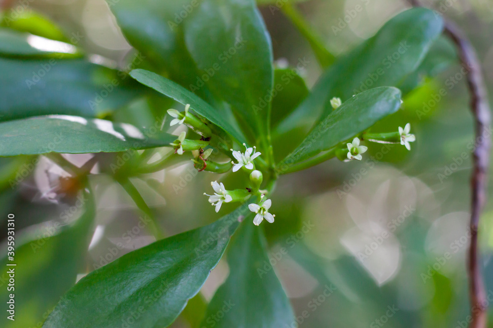 White flower of Lumnitzera racemosa Willd bloom on tree in the mangrove forest. White flower of Lumnitzera racemosa Willd bloom on tree in the mangrove forest.