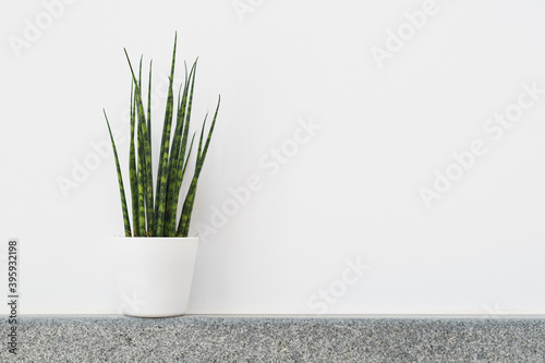 Sansevieria Fernwood Mikado (snake plant) in a pot against white background