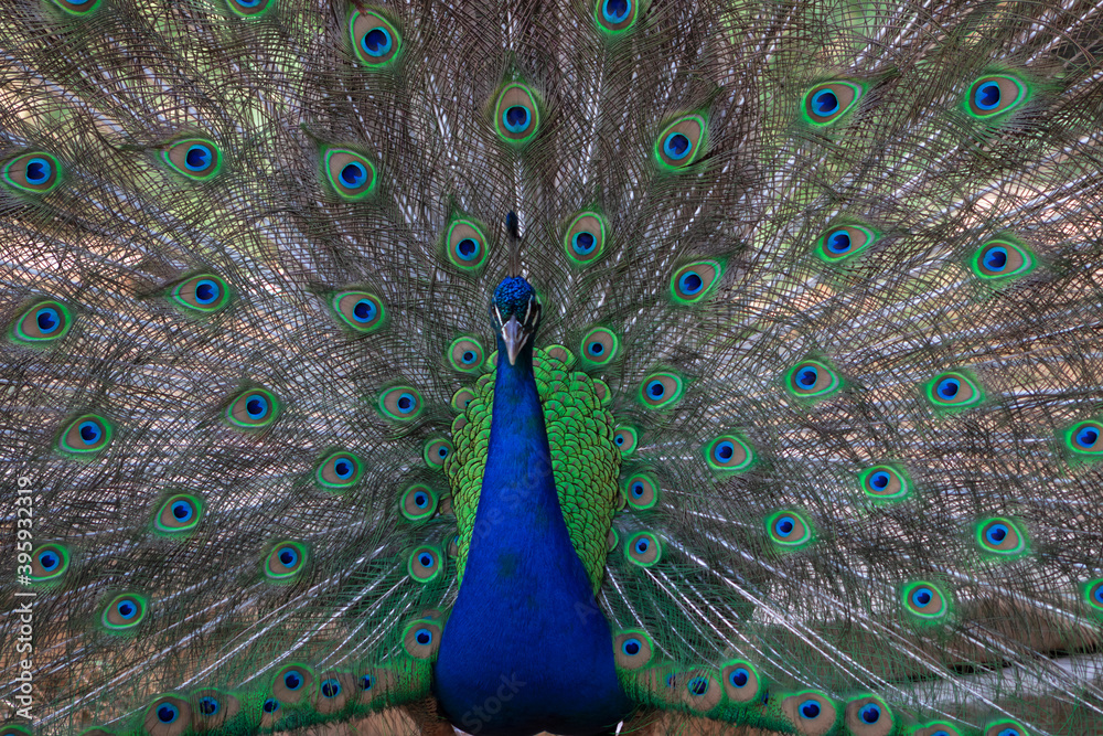 Obraz premium Portrait of beautiful peacock with feathers out