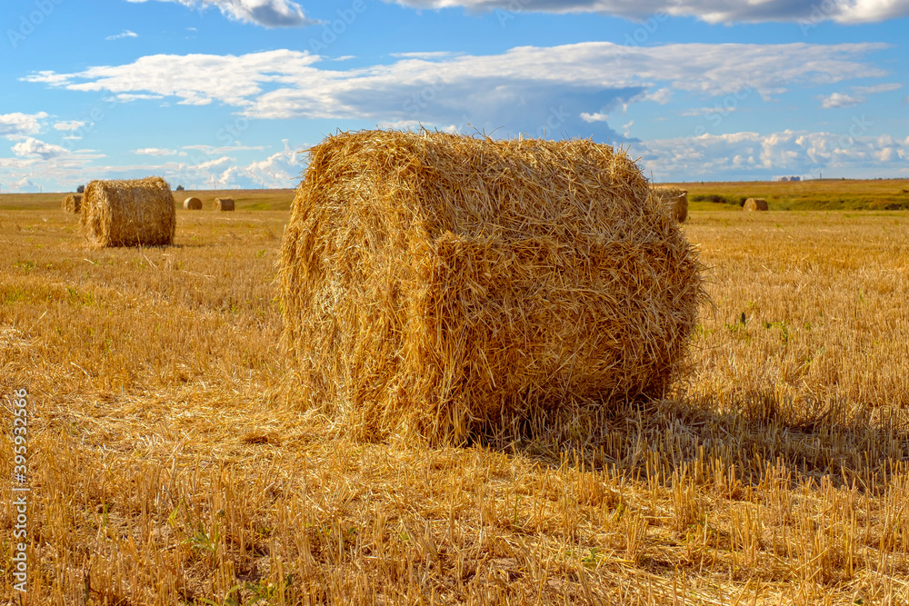 Field with round hay bales after harvest wheat.