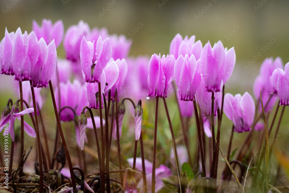 Cyclamen Graecum (Greek cyclamen) flowers after rain Cyclamen Graecum (Greek cyclamen) flowers after rain