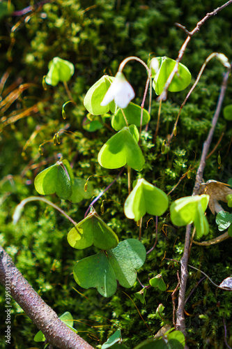 A close-up of wood sorrel in Saxon Switzerland, Germany.