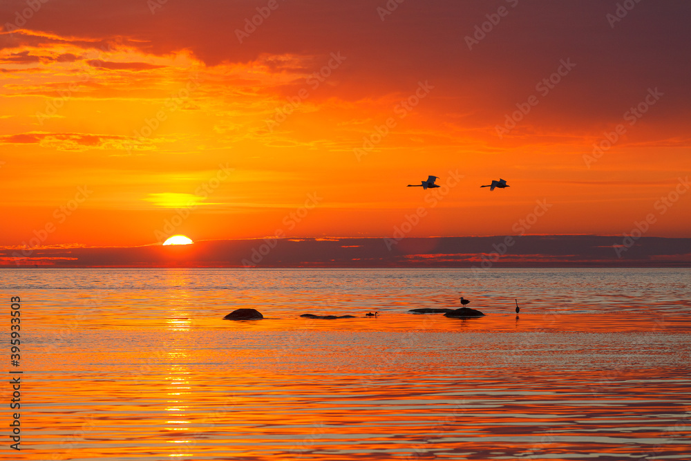Silhouette seagulls in the deep orange sky at sunset. Telephoto lens.