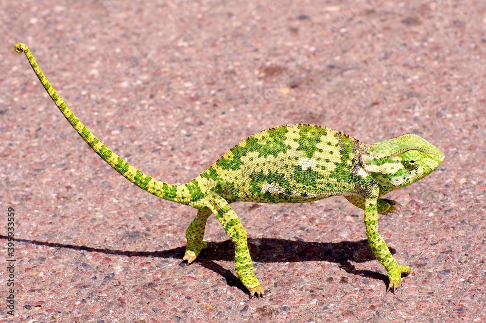 Naklejka premium Chameleon on the road
