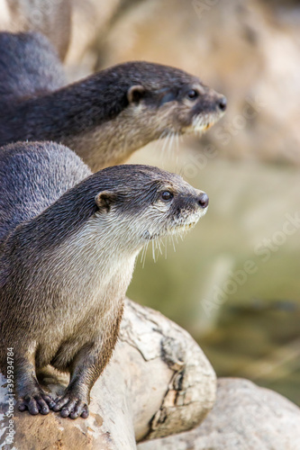 a group of small clawed otters (Amblonyx cinereus) in row. A semiaquatic mammal native to inhabits mangrove swamps and freshwater wetlands in South and Southeast Asia, the smallest otter species.