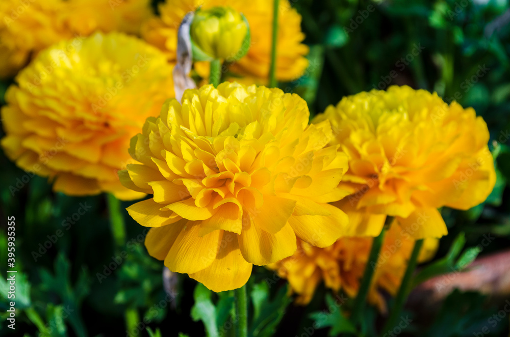 Yellow Ranunculus Flower
