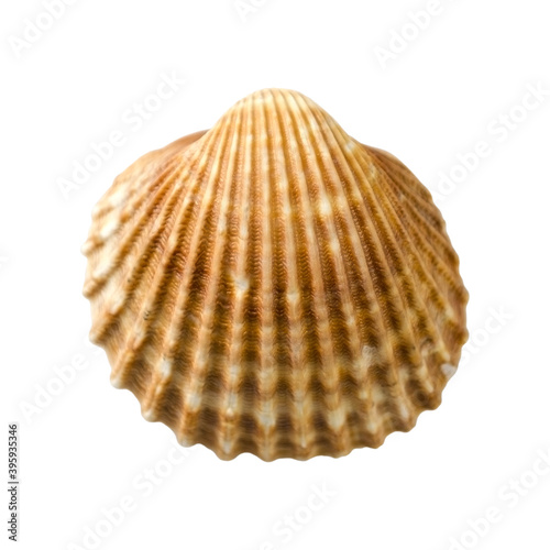 Seashell isolated on a white background without shadow. Item for scene creator