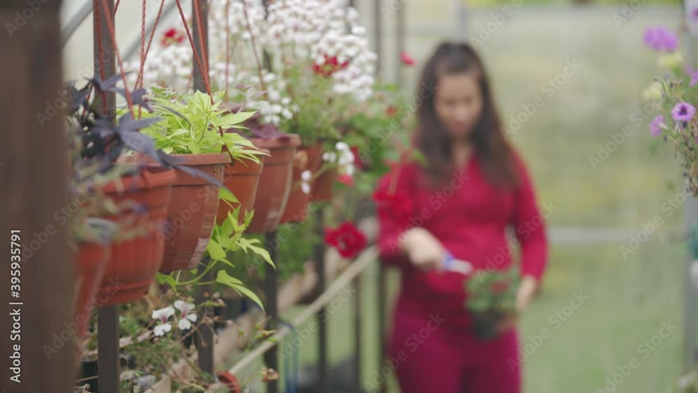 Woman gardener work in plant and flower greenhouse care for flowers preparing greenhouse for winter. Woman gardener work in plant and flower greenhouse care for flowers preparing greenhouse for winter.