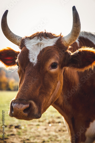 Cows of New England