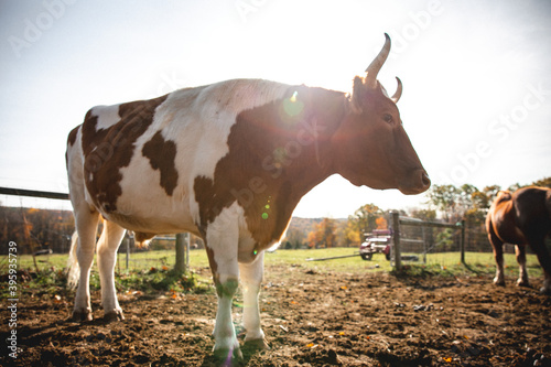 Cows of New England