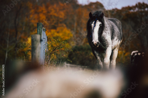 Draft Horses of New England