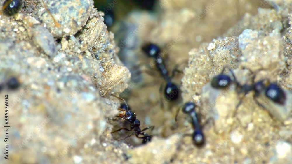 Group of ants on the ground 4k Group of ants on the ground 4k