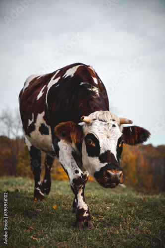 Cows of New England