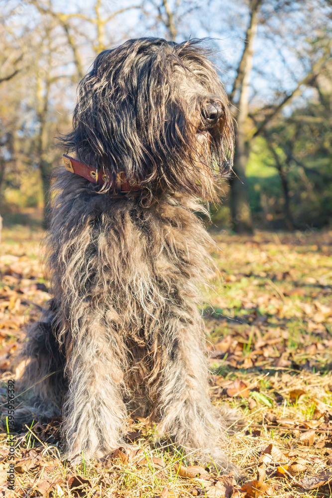 Joyous young female Bergamasco Shepherd dog with black coat is seen on an autumn day outside in a park in northern Italy, Europe.