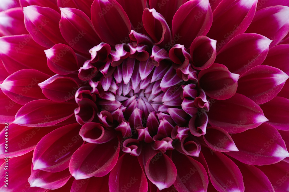 Maroon Red Dahlia Flower Closeup Maroon Red Dahlia Flower Closeup