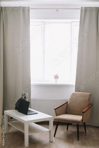 Funny cat on hygge background at home. Cozy Flatlay. Scandinavian style, hygge concept. Scottish straight cat indoors © paralisart
