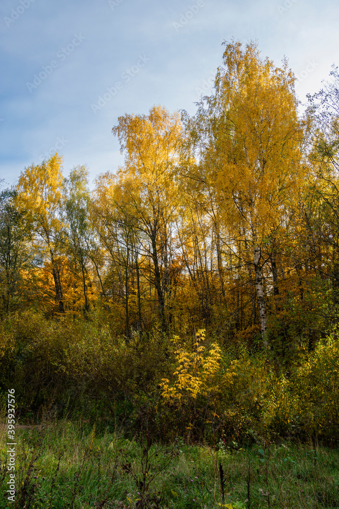 Autumn view of the forest, Bitsa Park (Bitsevski Park), Central Chertanovo, Moscow, Russia