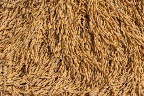 Background from pile of paddy rice and and rice seed, Brown of rice grain and close-up of rice pile