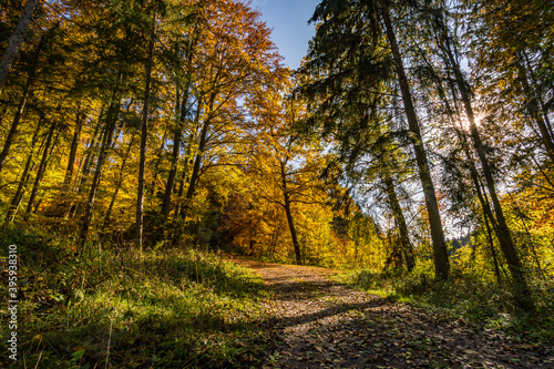 Wonderful autumn hike near Koenigseggwald in Upper Swabia © mindscapephotos