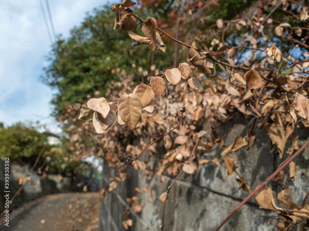秋の田舎の路地 秋の田舎の路地