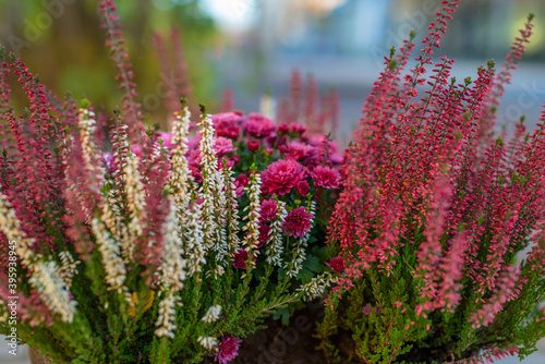 Close-up view of a pink, purple and white common heather (Calluna vulgaris) blossoming outdoors in flower pot at the city street. Selective focus, blurred background.