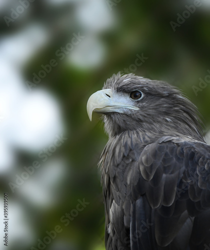 Slika na platnu Clever and tenacious gaze of an eagle, which is preparing to attack
