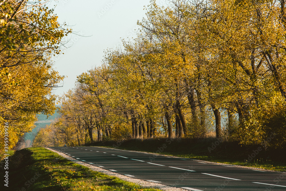 Beautiful road in the beautiful trees. A country road in the fall. Autumn in the park. Empty race track.