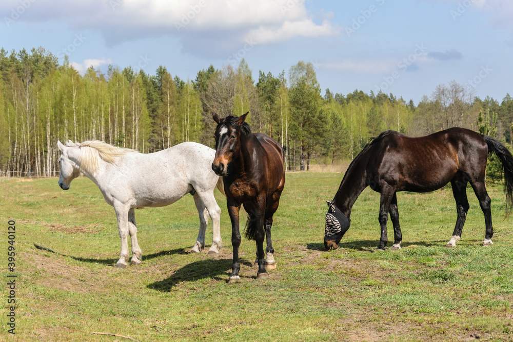 Three horses graze in the meadow on bright sunny day Three horses graze in the meadow on bright sunny day
