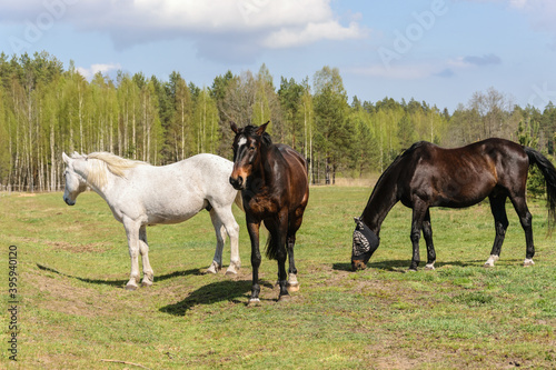 Three horses graze in the meadow on bright sunny day © aleksandra_55